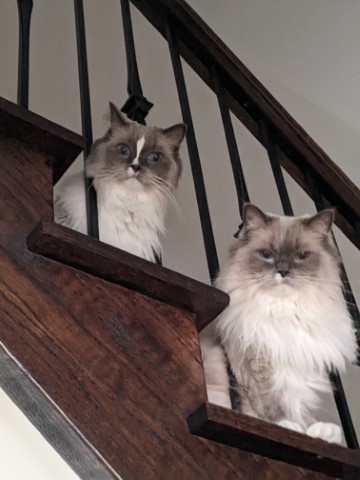 Stella & Luna
